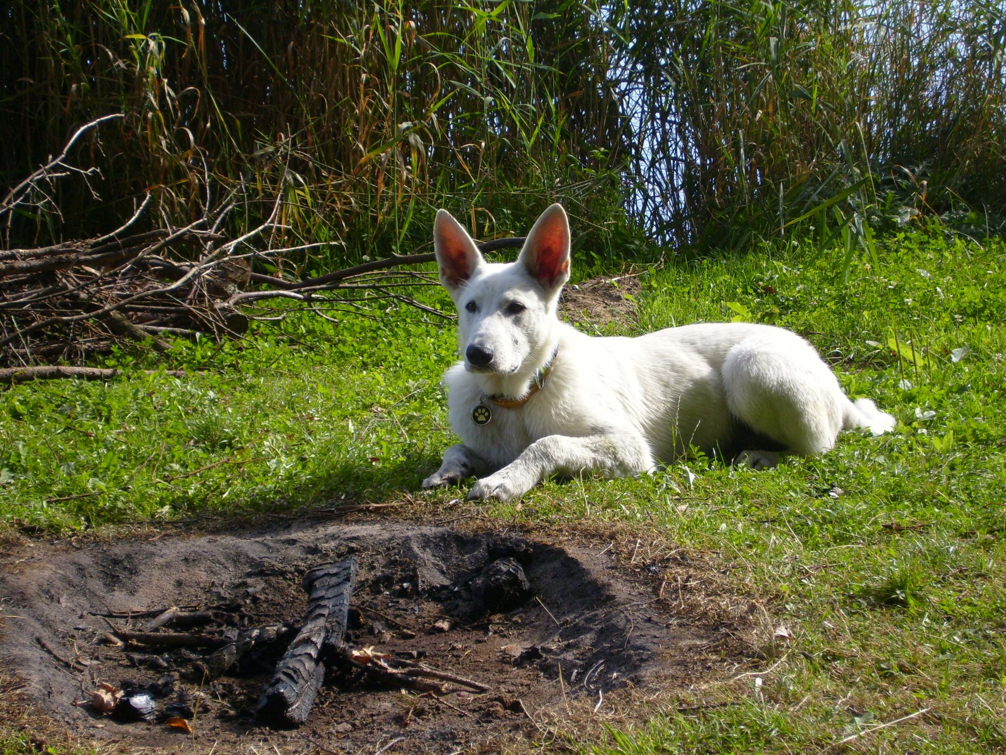 Cháda