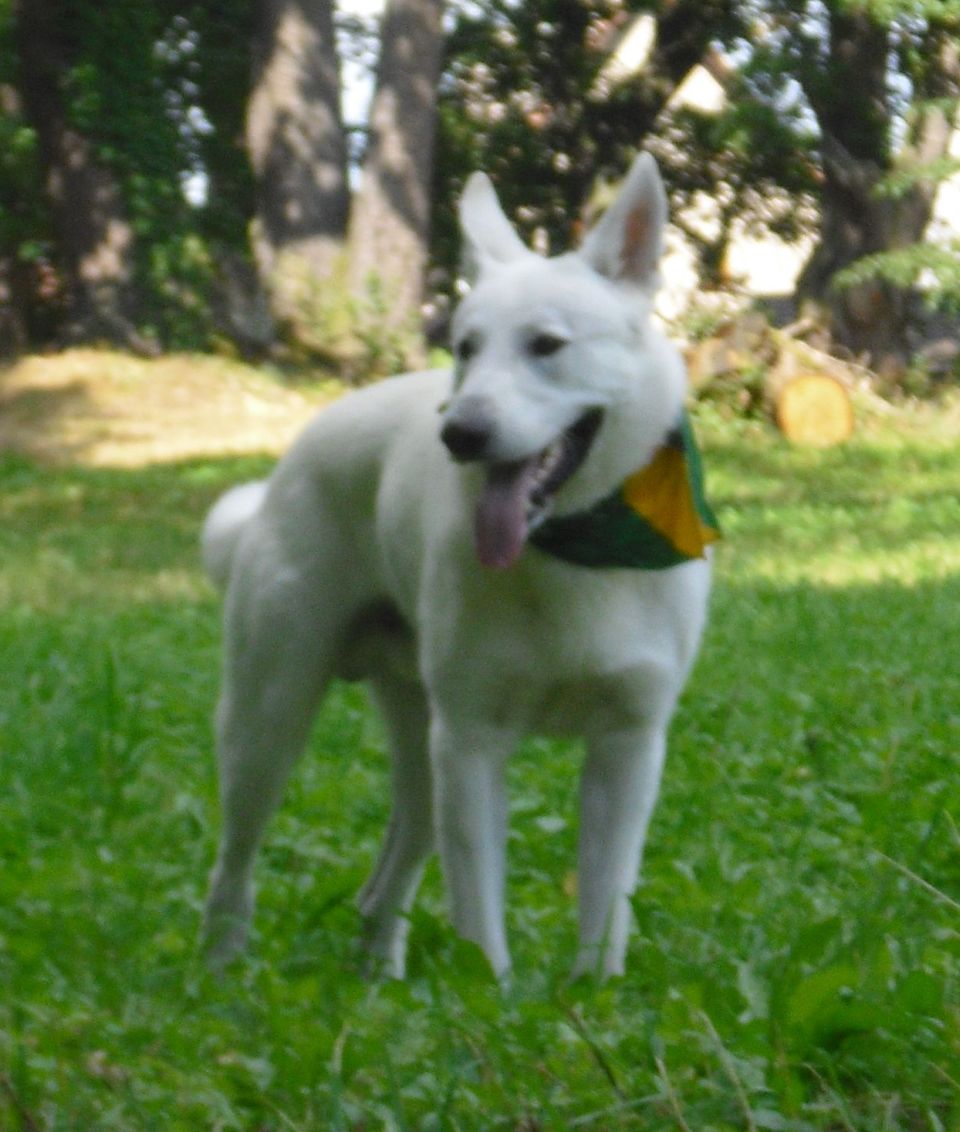 Cháda