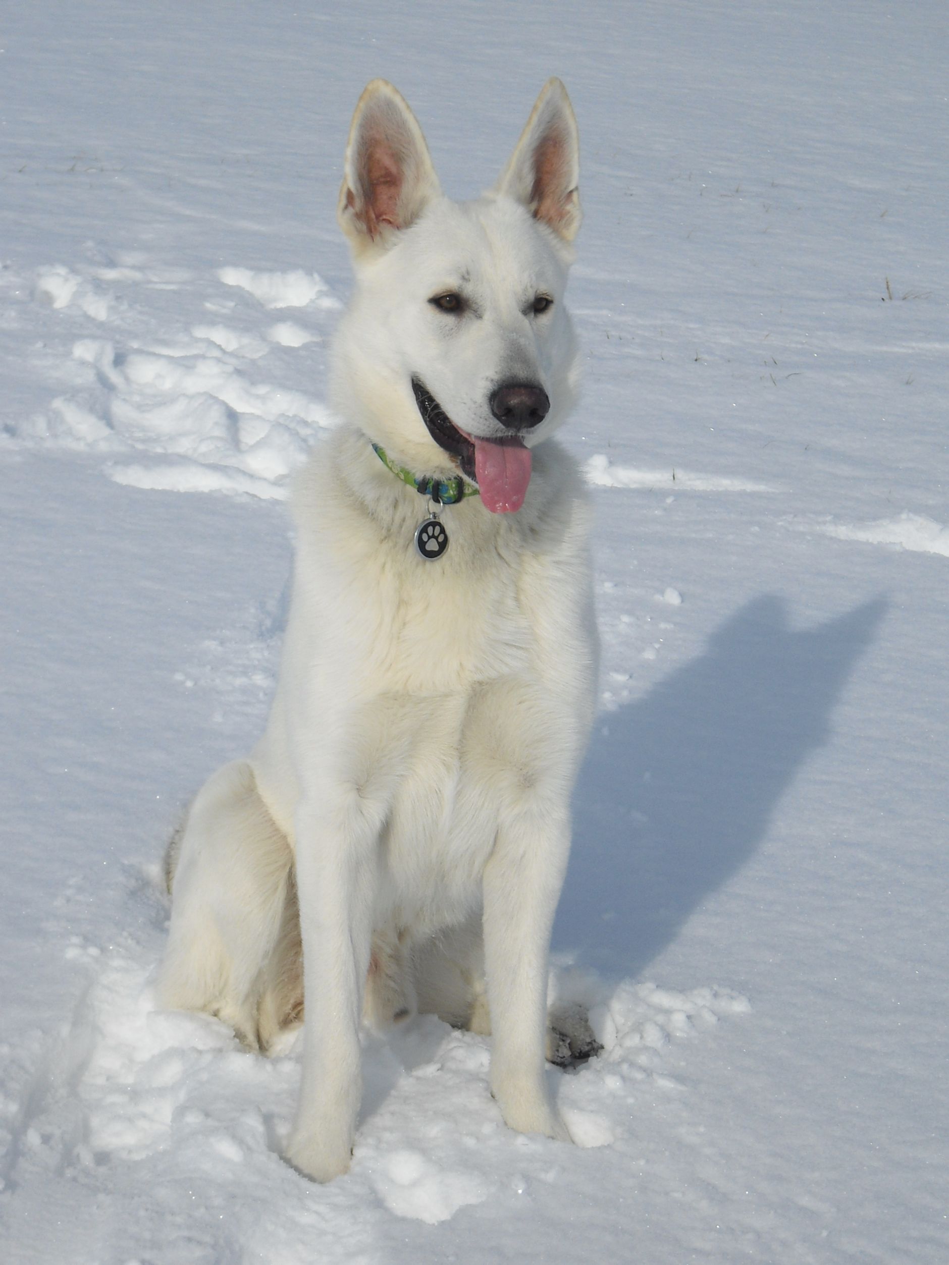 zima1