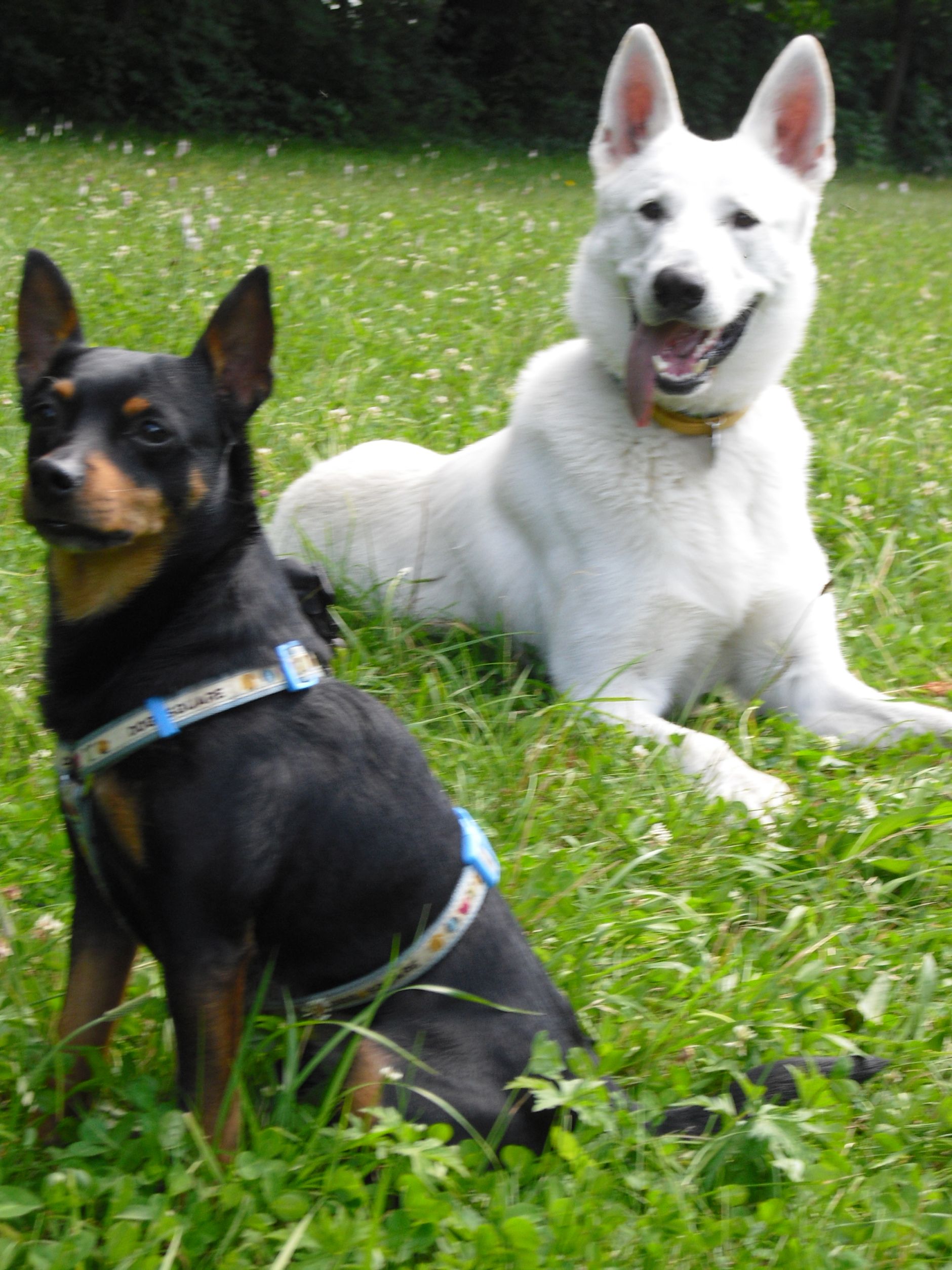 Chad a Max